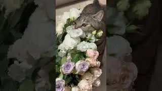 Eustoma flowers and cat🌸🌸猫猫与桔梗花