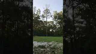 Cutting down a dead 90ft tree.