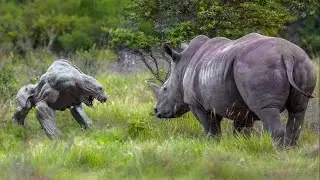 Самое Опасное Маленькое Животное в Мире