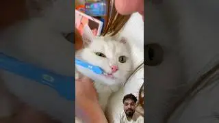 Cat 🐈 tooth 🦷 brush #shorts #shortvideo #viral #funny #cat #catlover #toothbrush #mom #brush