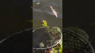 Случай на РЫБАЛКЕ 1 на 1000000😱😱😱 ЛЕГЕНДАРНОЕ ВИДЕО‼️ #рыбалка #спиннинг #fishing #приколы #pike