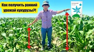 КАК ПОЛУЧИТЬ РАННИЙ УРОЖАЙ КУКУРУЗЫ?!