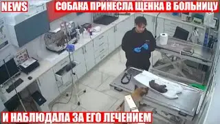 Собака принесла больного щеночка к дверям больницы