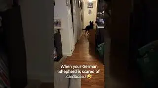 When your German Shepherd is scared of cardboard 🤣