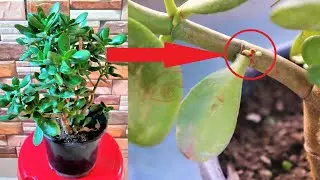 Lucky Plant Crassula Ovata || How to grow and care Crassula Plant in Pot