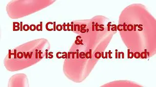 Blood Clotting Factors | Process and Mechanism | Fibrinogen | Thrombin | Factor 12