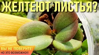 YOU WON'T BELIEVE IT IS POSSIBLE! ORCHID LEAVES YELLOW? WHAT TO DO?  CHLOROSIS REASONS!