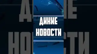 В Кирове вороны стаями нападают на людей!🐦 #киров #вороны #россия #новости