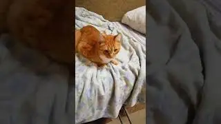 Как Вася играет с одеялом! #shorts