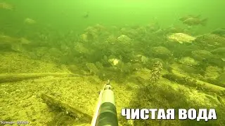 Подводная Охота в Волгограде "САМАЯ ЧИСТАЯ ВОДА". Большие Стаи Рыбы. Сом, Щука, Карп, Новый сезон!