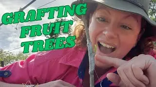 Grafting Jackfruit Trees - How to guide.