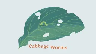 Protect Your Garden: Cabbage Worms