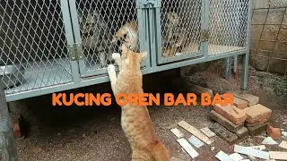 KUCING OREN BAR BAR