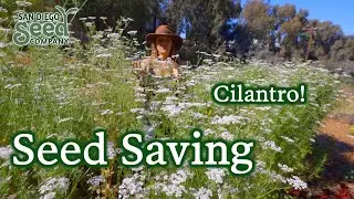 Why + how to save CILANTRO SEED | Harvesting Coriander & Helping The Ecosystem