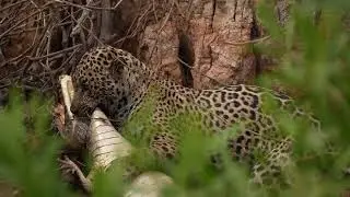 Jaguar breaking a caimans neck!