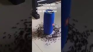 Ant reaction to classic music from JBL speaker!