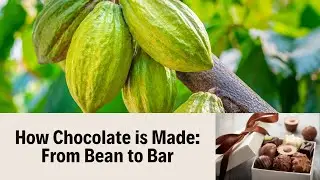 The Sweet Journey: How Chocolate is Made