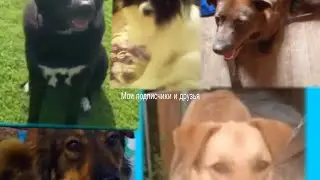 Муська поёт клип подписчики