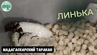 Мадагаскарский шипящий таракан. Линька