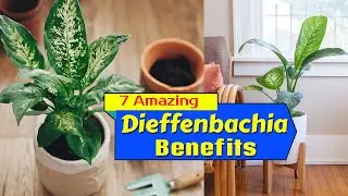 7 Amazing Dieffenbachia Benefits | Indoor Dumb Cane Uses