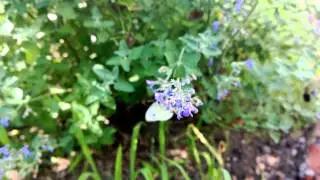 Nokia Lumia 1020 Sample Video with 24 fps
