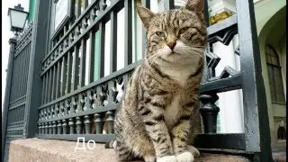 Как сделать размытый фон на фото
