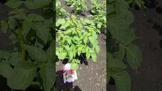 КАК ИЗБАВИТЬСЯ ОТ КОЛОРАДСКОГО ЖУКА ЭФФЕКТИВНО И БЕЗОПАСНО #shorts