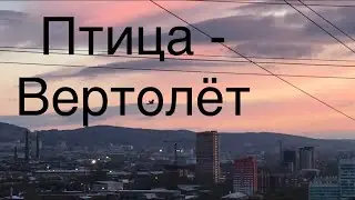 Птица вертолёт | Птица зависает в воздухе 