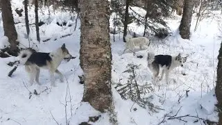 В тайгу, тайга зовёт!