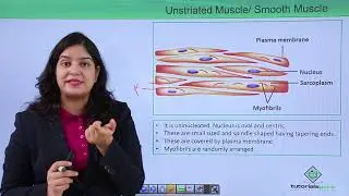 Class10th – Smooth muscle | Locomotion and Movement (Hindi) | Tutorials Point