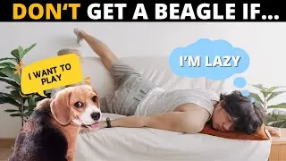 STOP! Don't Get a Beagle If This is You...