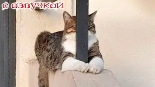 Приколы с котами! С озвучкой! Смешные коты и Самые смешные животные! ТЕСТ НА ПСИХИКУ!