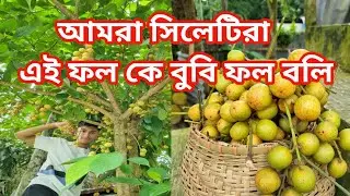 পুকুর পারে বুবির গাছ | লটকন ফল|#newvideo