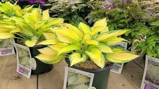 Hosta June // Beautiful, BRILLIANT, BOLD, Easy to Grow Perennial!