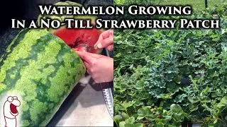 Low Effort Watermelon Growing | Trying Something Different...