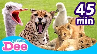 [FULL]💖 Super Cute Animals Compilation 🐾 | Meerkat + | 45 Min | Animal Songs 🎵 | Dragon Dee for Kids