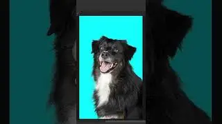 Easily Remove a Background with Fur in Photoshop 