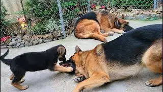 Cuteness! Little cute German Shepherd puppy plays with his huge father.