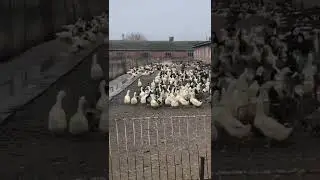 Башкирская цветная
