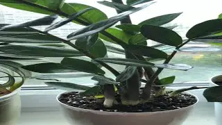7 правил полива замиокулькаса 🌿 Как поливать замиокулькас  | flowersecrets