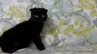 Спасенный маленькая вислоухая черный котенок