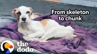 Skeleton Pitties Abandoned In Yard Get Rescued Just In Time | The Dodo