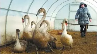 Обычная женщина спасла стаю лебедей от смepти на морозе… вот как они ее отблагодарили
