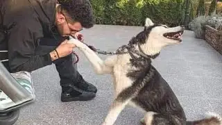 A dramatic Husky dog is the perfect way to start your day 🐶