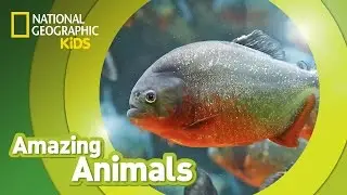 Red-Bellied Piranhas 🐡 | Amazing Animals