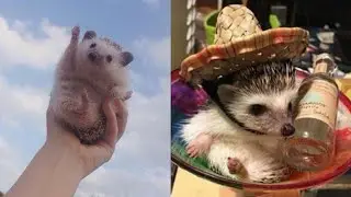 Funny and Cute Hedgehog Videos 😂 Hedgehog Compilation! 🦔