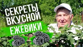 Ежевика: посадка и уход. ПОЛУЧАЕМ 2 ВЕДРА ЯГОДЫ С КУСТА. Опыт эксперта Анатолия Сидоровича