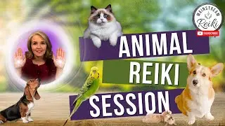 Animal Reiki Session | Calm and Healing for Your Pets 🐾