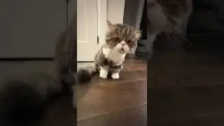 Sherman: Chillest Cat EVER!