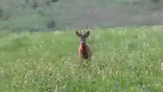Манок Nordik Roe практика